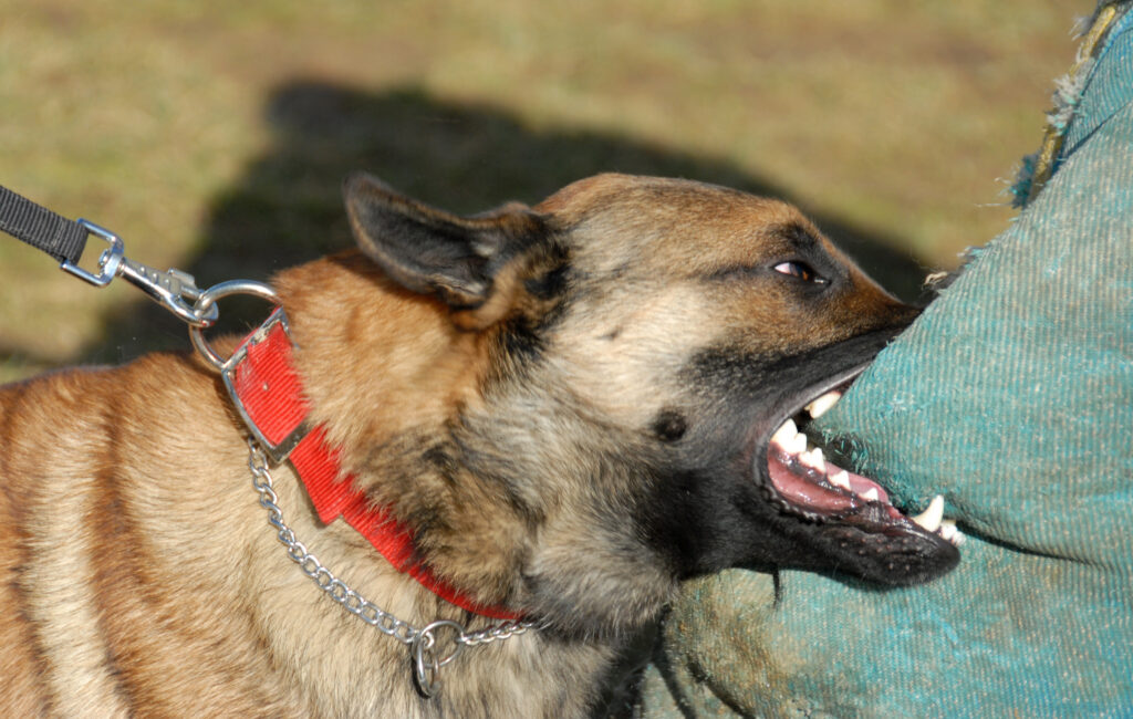 How to find out if a dog owner has insurance for a dog bite